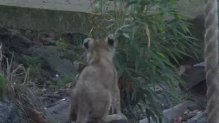 Cute lion cubs play with mum and dad