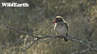 WildEarth - Sunset Safari - 11 July 2023