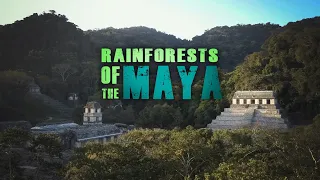 Rainforests of the Maya