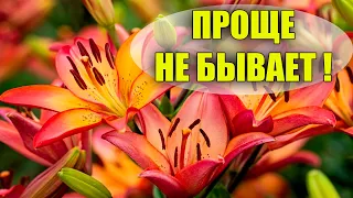 НЕВЕРОЯТНО! В 100 РАЗ БОЛЬШЕ ЛИЛИЙ ИЗ ОДНОЙ ЛУКОВИЦЫ!