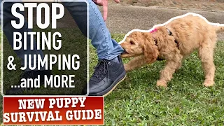 How to Stop 3 Annoying Puppy Habits! PLUS Crate Training, Nail Trimming and MORE (Ep12)