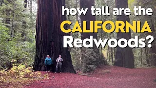 Prehistoric Giants! -  Van Trekking Through California's Coastal Redwood Forests
