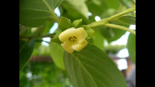 цветет ХУРМА в МАРИУПОЛЕ. обзор состояния на 09.06.21. persimmon blossoms.