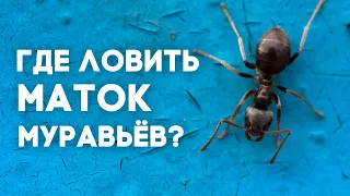 КАК И ГДЕ ИСКАТЬ МАТОК МУРАВЬЁВ?  ПОДКАСТ  Димон и пумба