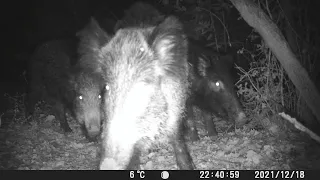 Camera trapping - Parco del Conero