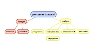 Types de tumeurs et processus tumoral : bilan (P9C4-AR2)