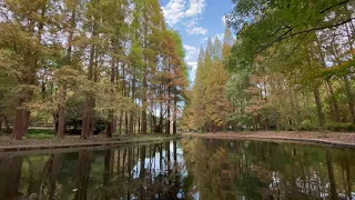 上海共青森林公园