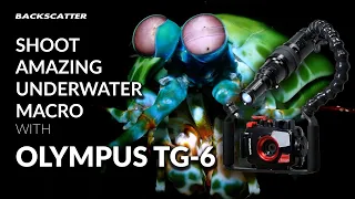 Shoot Amazing Underwater Macro with TG-6