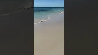 Deadly snake swims ashore on Australia beach after shark was spotted in the water