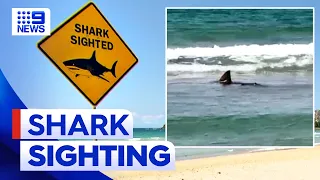 Beachgoers spot shark lurking in the waters | 9 News Australia