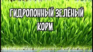 ГИДРОПОННЫЙ ЗЕЛЕНЫЙ КОРМ