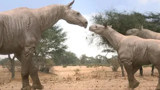 Doku Giganten der Urzeit  Riesenschlange und Mega Nashorn