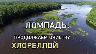 Компания Альготек продолжает очистку озера Ломпадь хлореллой! #людиновскоеводохранилище