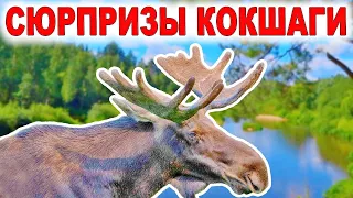 Восхитительная Кокшага. Одиночный сплав по реке на байдарке от Большого Кундыша