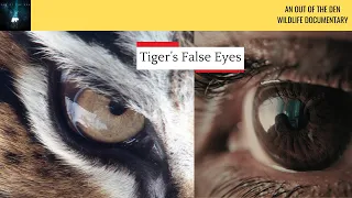 False eye of a Tiger | Human eye vs Tiger eye | Tiger Vision Secrets | Wildlife Documentary