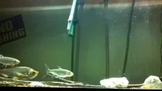 Big Goliath Tigerfish and Red Tail Payara tank