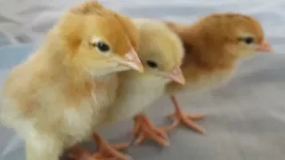 Baby Chicks Chirping Sounds(cute playing)