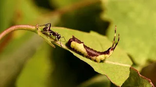 Dramatic Insect Fight: Ant vs. Caterpillar. You will not guess the winner! Puss Moth (Cerura vinula)