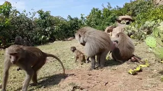 beautiful family of baboons