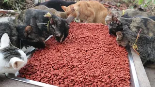 Morning Cats food - Kitten and cats eating food store | The Gohan Dog And Cats