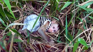 A Dad's Lesson Dad Leaves Baby Monkey Alone in the Garden, Teaching Responsibility to the Baby Monke