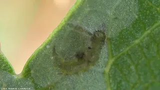 Parasitoid Wasp Larvae (Cirrospilus) Feeding on Leafminer Caterpillar (Antispila ampelopsifoliella)