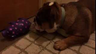 Bumble Bee the English Bulldog Meets Squeaky the Pig