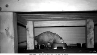 A Visit from Opossum