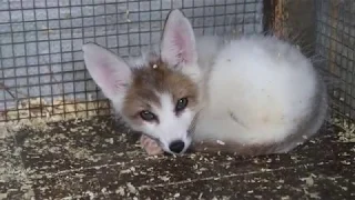 Арктический мраморный лисёнок. Бахчисарайский парк миниатюр. Крым