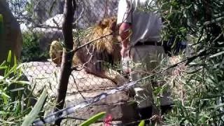 Lion at the San Diego Zoo