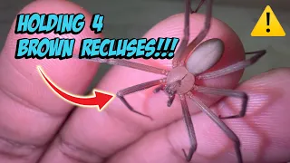 The Infamous Brown Recluse: Handling & Info!