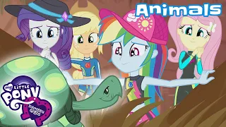 My Little Pony: Equestria Girls | ✨ Digital Series ✨ | Animal Episodes 🐢🐥🦋 | MLP EG Episodes