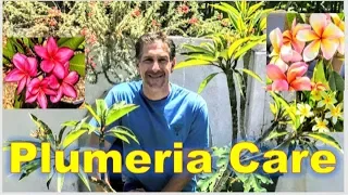 Plumeria a/k/a Frangipani CARE | RE-POTTING  | FEEDING  | CUTTINGS