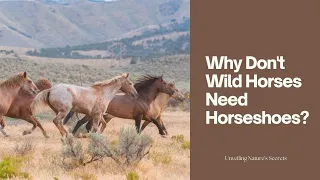 Why Don't Wild Horses Need Horseshoes?