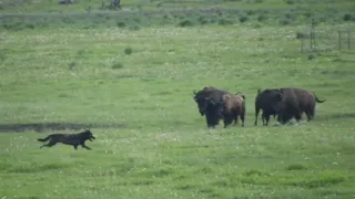 Wolf Chases Baby Pronghorn in Yellowstone National Park