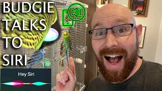 AMAZING budgerigar activates Siri on an iPhone - huge vocabulary! (Captioned, English)