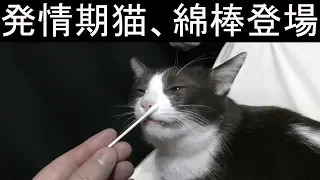 発情期家猫みーちゃん、エクスカリバーという名の綿棒で抑える