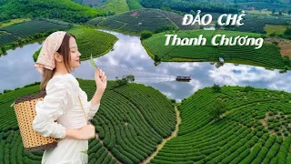 Đồi chè Thanh Chương Nghệ An - Nét đẹp Đảo chè đẹp nhất Việt Nam