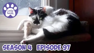 Cats Like To Watch TV, Hydrox Loves Homemade Food, A New Boo Discovery * S4 E97