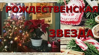 Пуансеттия - Рождественская звезда и ее секреты.⭐