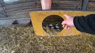Занеслись гуси,сбор и хранение яиц