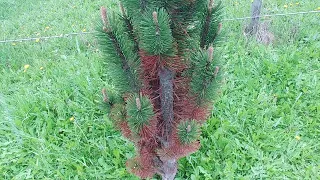 Pinus mugo Andrzej & pinus uncinata Bochnik