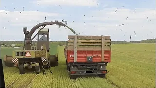 ŻYTO NA KISZONKĘ 2020 / RYE SILAGE HARVEST IN POLAND