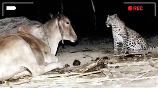 Фермер установил камеру, чтобы узнать, почему леопард ночью навещает его корову, он был удивлен