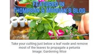 My Petunia propagation video has been featured in Thompson & Morgan's Petunia masterclass #shorts