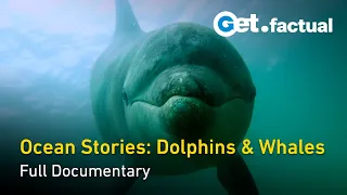 Ocean Stories: Dolphins & Whales - Full Nature Documentary