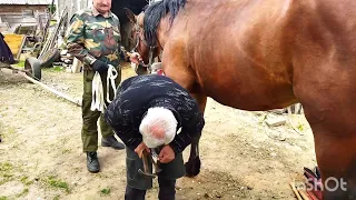 ЛОШАДИ/ПОДКОВЫВАЕМ ЖЕРЕБЦА ГРОМА/horses/shoeing a stallion
