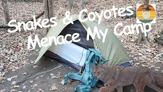 Solo Backcountry Adventure: Snakes and Coyotes menace my campsite!🐍  Ha Ha Tonka #hiking #adventure