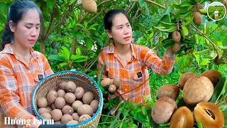 Harvesting sapodilla fruits to sell at the market - Animal care | Huong Farm