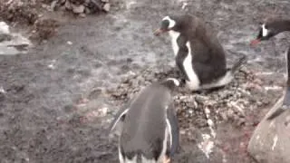 Gentoo penguins ecstatic display